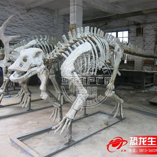 恐龙骨架――5米鸭嘴龙