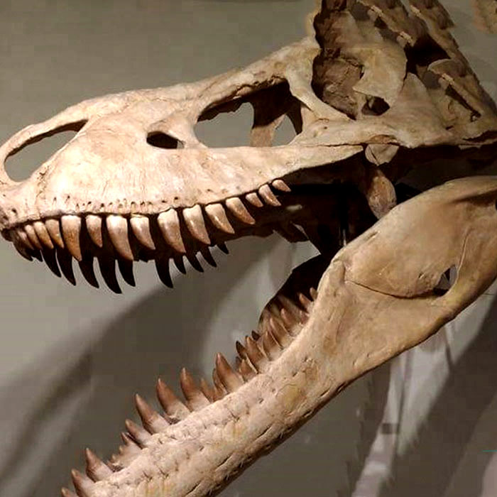 展览馆逼真大气的恐龙骨架――霸王龙头骨
